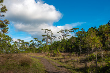 Fototapeta na wymiar Jurassic jungle, walk back in time to Jurassic world and discovery the forest. Trekking and camping in the wild concept. Amazing amazon landscape with rain forest. natural trail walking to the wild.