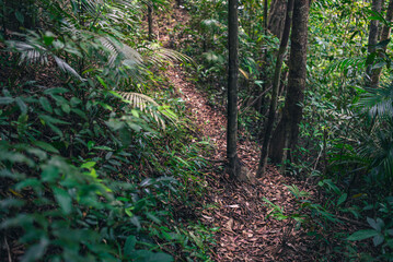 Jurassic jungle, walk back in time to Jurassic world and discovery the forest. Trekking and camping in the wild concept. Amazing amazon landscape with rain forest. natural trail walking to the wild.