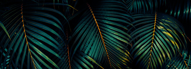 tropical palm leaf, dark nature background - obrazy, fototapety, plakaty