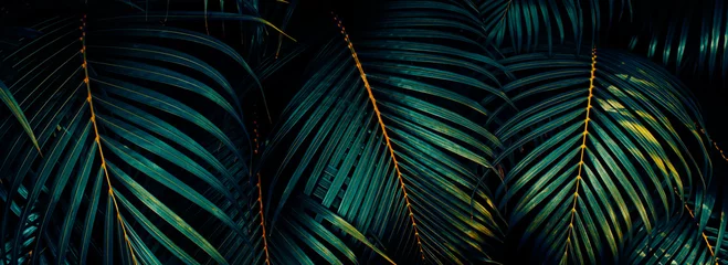 Poster tropical palm leaf, dark nature background © pernsanitfoto