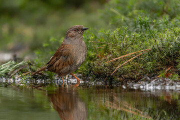  The dunnock (Prunella modularis) taking a bath in the forest of Noord Brabant in the Netherlands. Green spring background.                              