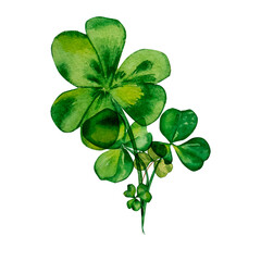 Shamrock and clover watercolor composition, on white background