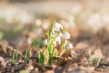 spring snowdrops in the forest