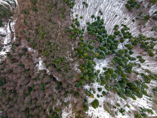 Winter fir forest shoot from above