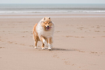 dog running on the beach