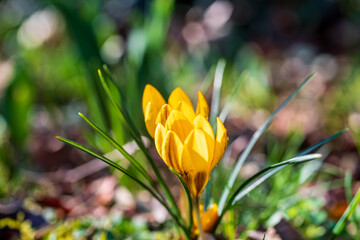 yellow crocus flowers