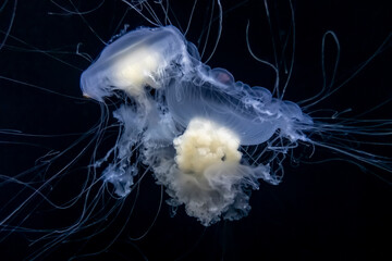 Gorgeous underwater view of egg yolk jellyfish swimming around in the water freely - obrazy, fototapety, plakaty