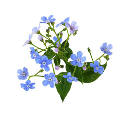 Fototapeta na wymiar Blue forget-me-not flowers isolated
