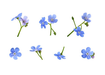 Set of blue forget-me-not flowers isolated