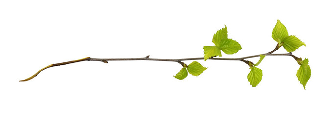 Twig of birch with spring small green leaves isolated