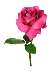 Pink rose flower with everted petals isolated