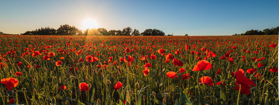 Mohnblume