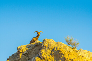alpine ibex stand on the cliff with blue sky background.