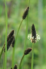Portrait image of plantain weed flowers in meadow