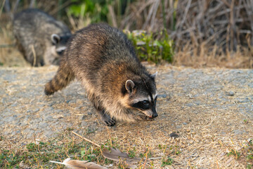 Naklejka na ściany i meble Raccoon holds food in its paws and eats.