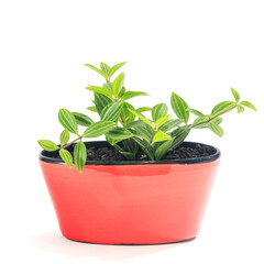 観葉植物、ペペロミア・フォレットの鉢植え【白背景】