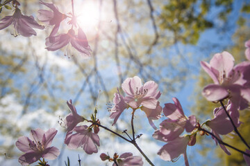 Beautiful spring background, flowering tree with delicate pink flowers