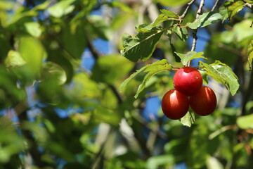 Three red plums hanging from a tree with leafy background, plenty of space for copy.