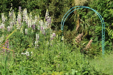 Summer garden with lupin flowers and a green archway, New Zealand cabbage tree can be seen in the...