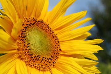 Close up of sunflower in morning light.
