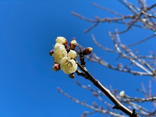 青空の背景に映える白い梅の花