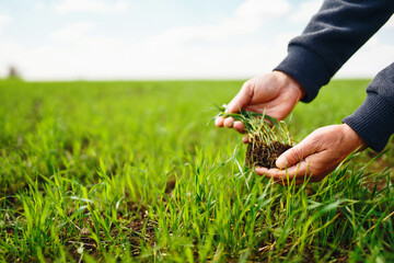 Young Green wheat seedlings in the hands of a farmer. Organic green wheat in the field. Agriculture, gardening or ecology concept.