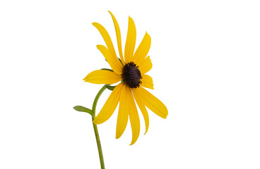 rudbeckia flower isolated