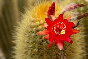 Cleistocactus icosagonus blooming with a bright red flower on a yellow cactus