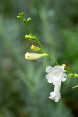 the white flower of the Chinese Violet Asystasia Gangetica_