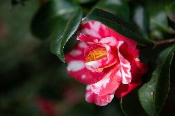 A close up to a camellia flower, some blooms at background. Fresh
