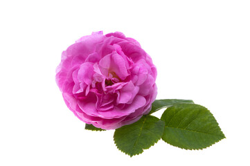 pink rose isolated