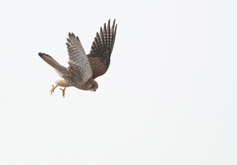 Common Kestrel takeoff at Buri, Bahrain