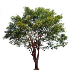 tree isolated on white background