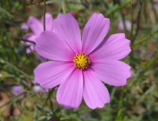 cosmos flower in spring