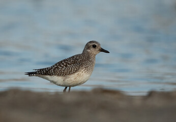 Grey plover at Asker marsh, Bahrain