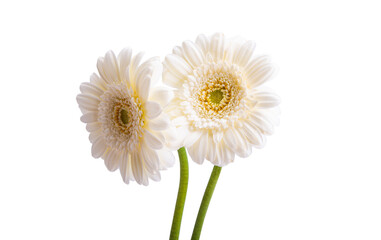 gerbera flowers isolated