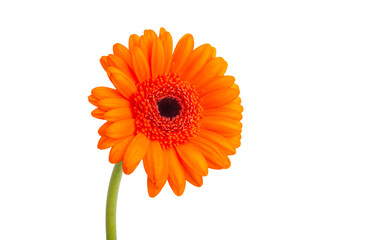 gerbera flowers isolated