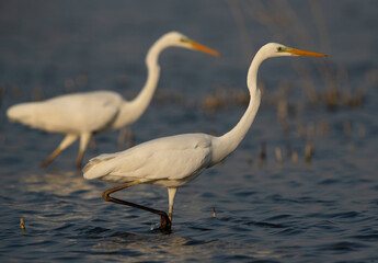 A pair of Great Egret fishing at Asker marsh, Bahrain