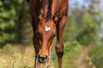 portrait of a cute brown foal grazing on a meadow