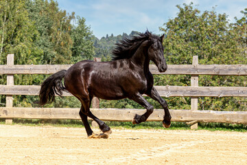 Portrait of a black friesian horse running across an outdoor riding arena in the summer outdoors