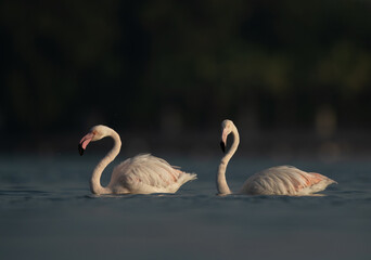 A pair of Greater Flamingos at Eker creek in the golden light of morning, Bahrain