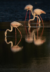 Fototapeta na wymiar Greater Flamingos feeding with reflection on water at Tubli bay in the morning, Bahrain