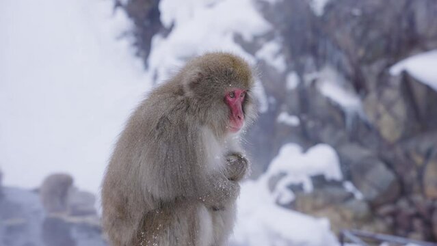 Lonely Snow Monkey Huddling in the Cold Winter Weather of Nagano, Japan