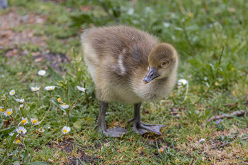 baby greylag goose