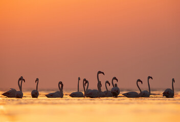 Greater Flamingos in the morning hours, Asker coast, Bahrain