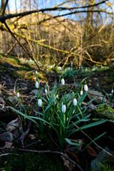 Common snowdrop // Schneeglöckchen (Galanthus nivalis)