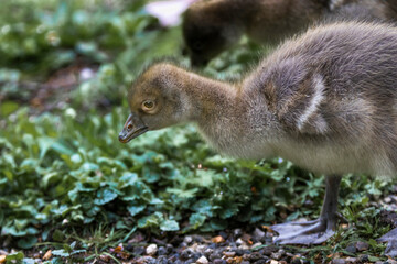 baby greylag goose