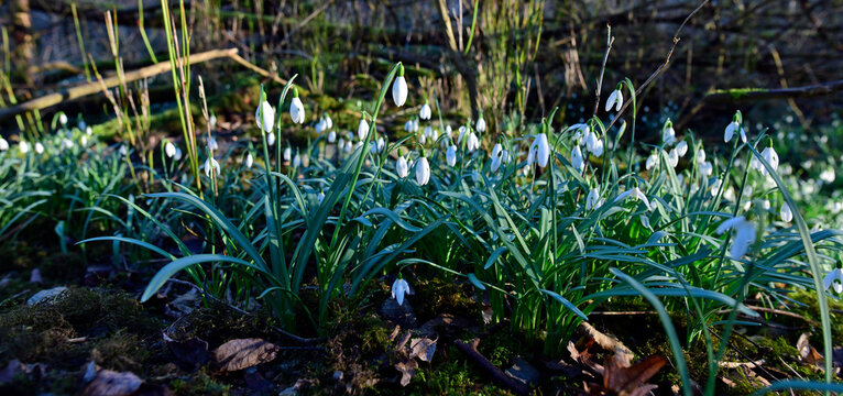 Schneegl&ouml;ckchen // Common snowdrop (Galanthus nivalis)