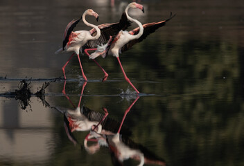 Greater Flamingos landing at Tubli bay in the morning with striking reflection, Bahrain