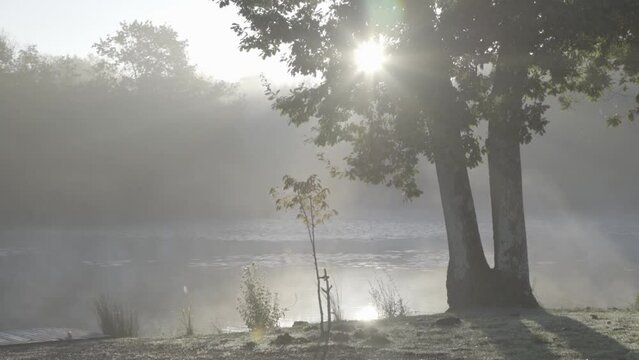 Sun shining strongly behind tree branches at Majolan Park in Blanquefort France, Dolly left shot